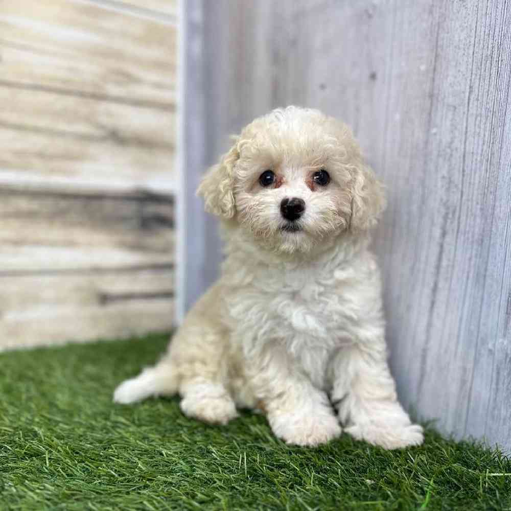 Male Havapoo Puppy for Sale in Saugus, MA