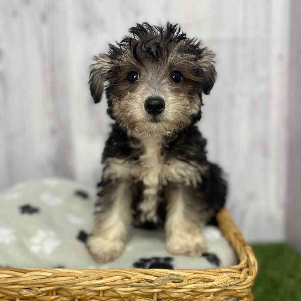 Male Schnoodle Puppy for Sale in Saugus, MA
