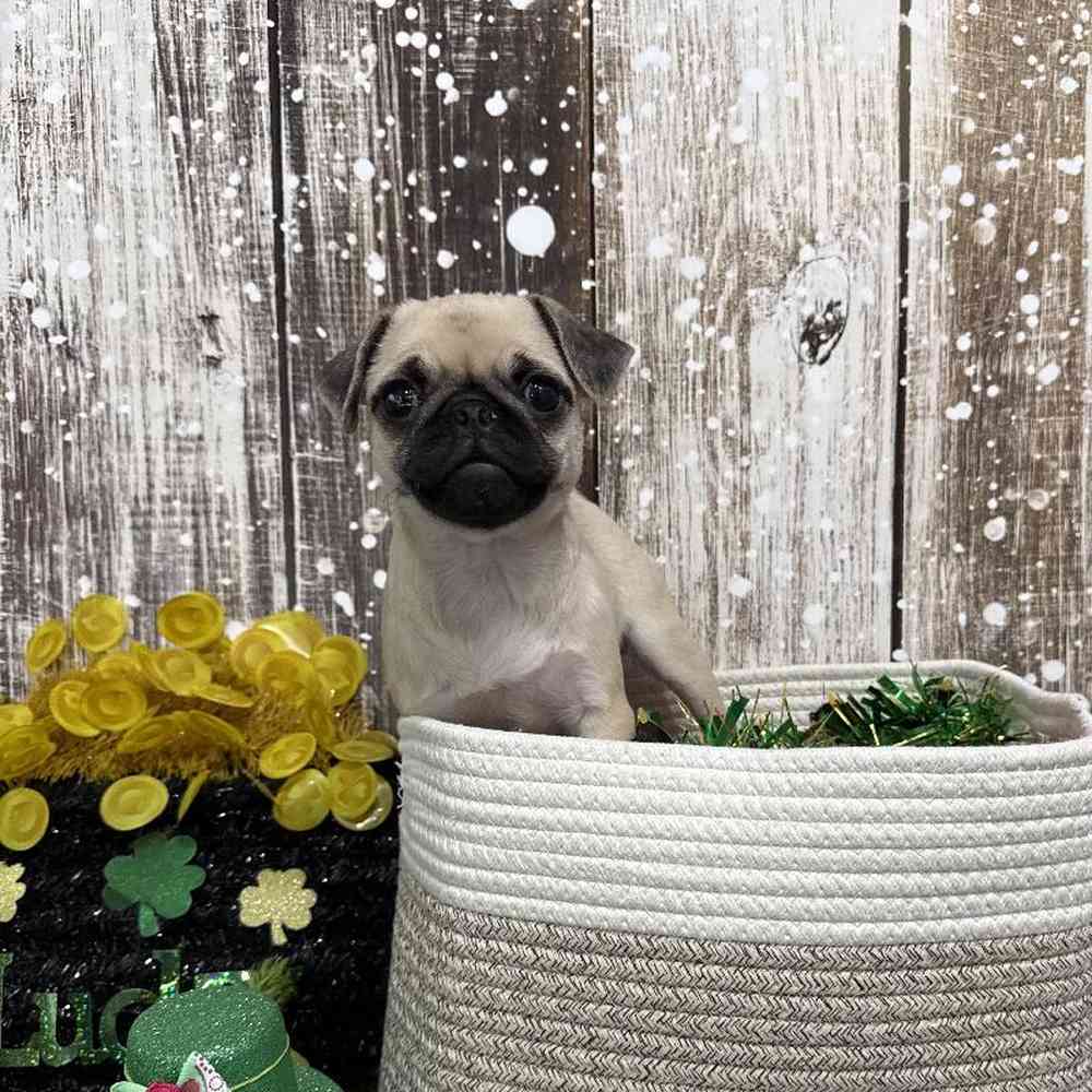 Female Pug Puppy for Sale in Saugus, MA