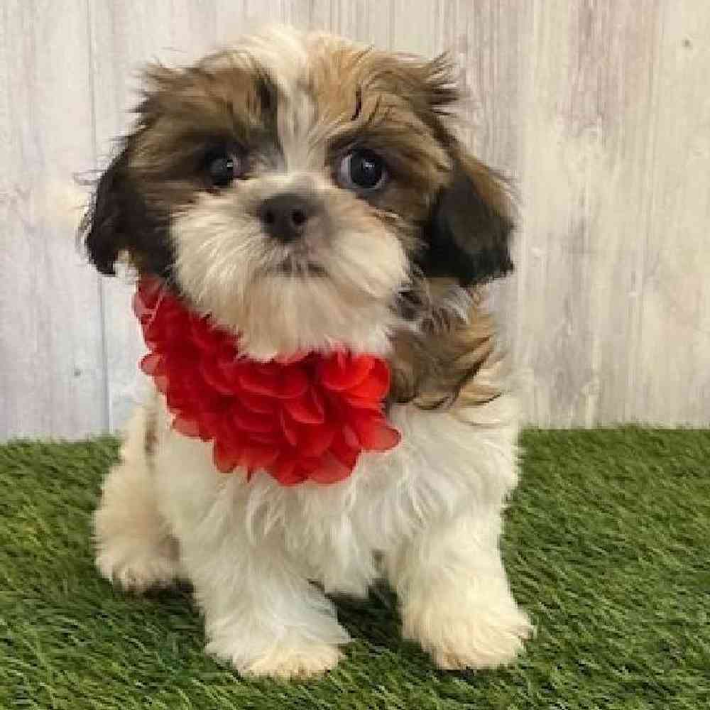 Female Shih Tzu Puppy for sale