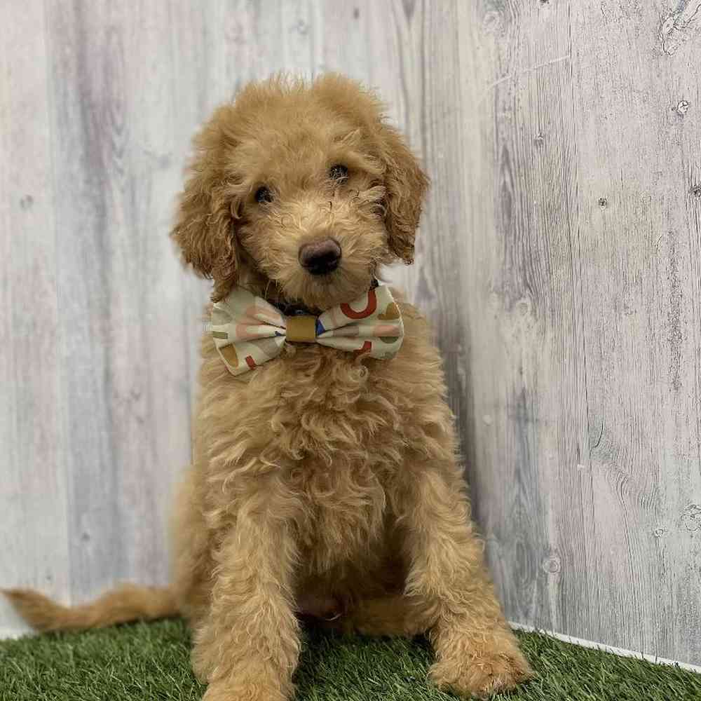 Male Mini Goldendoodle Puppy for Sale in Braintree, MA