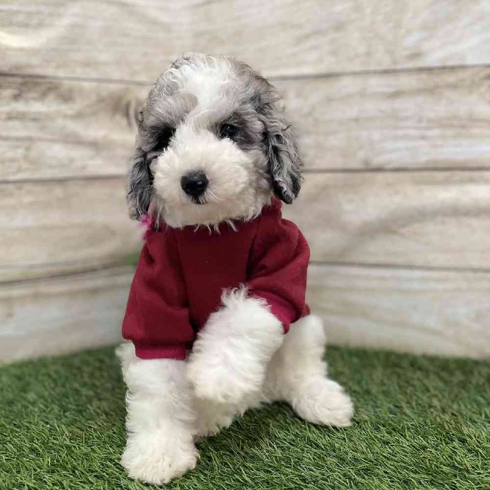 Male Mini Sheepadoodle 2nd Gen Puppy for Sale in Braintree, MA