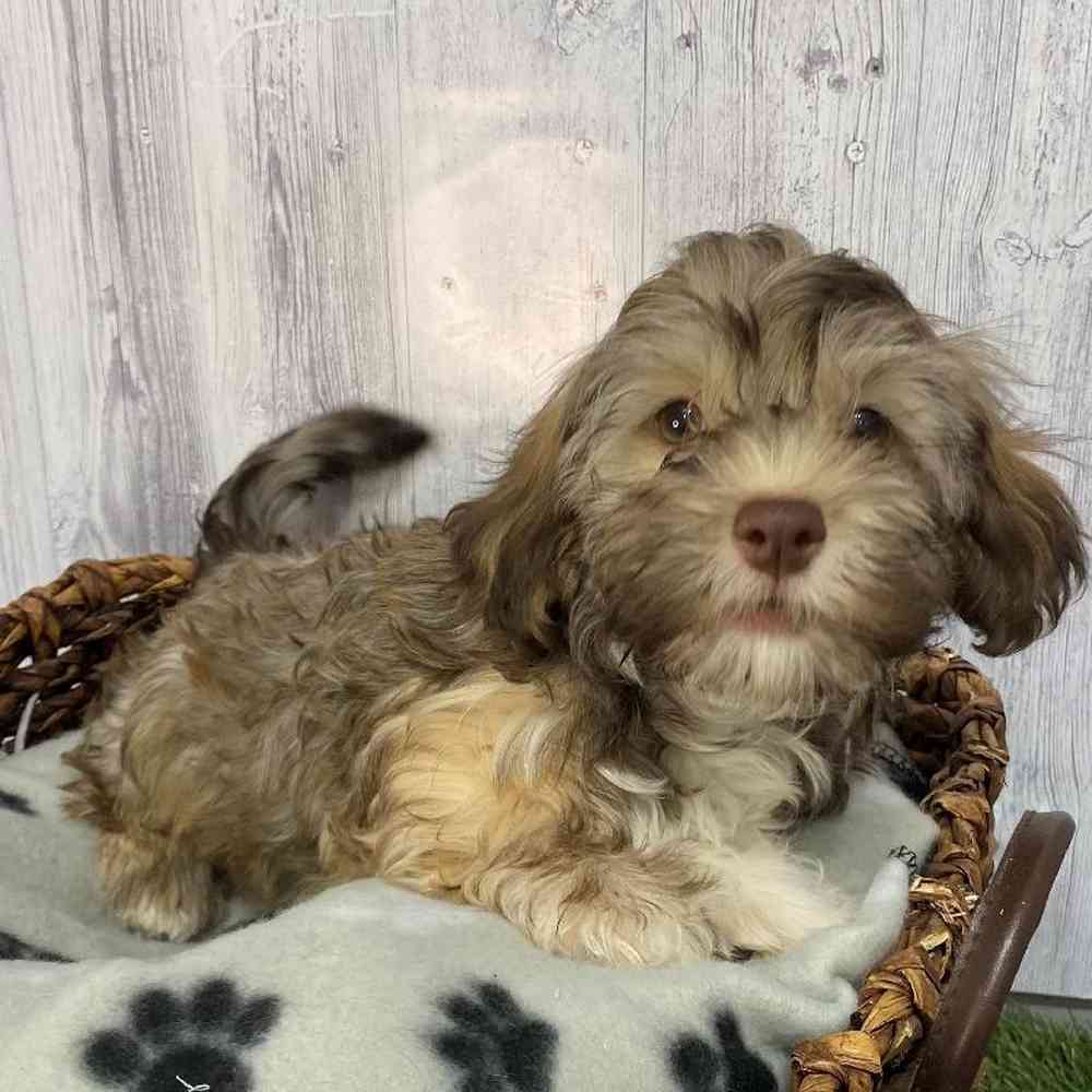Male Havanese Puppy for Sale in Saugus, MA