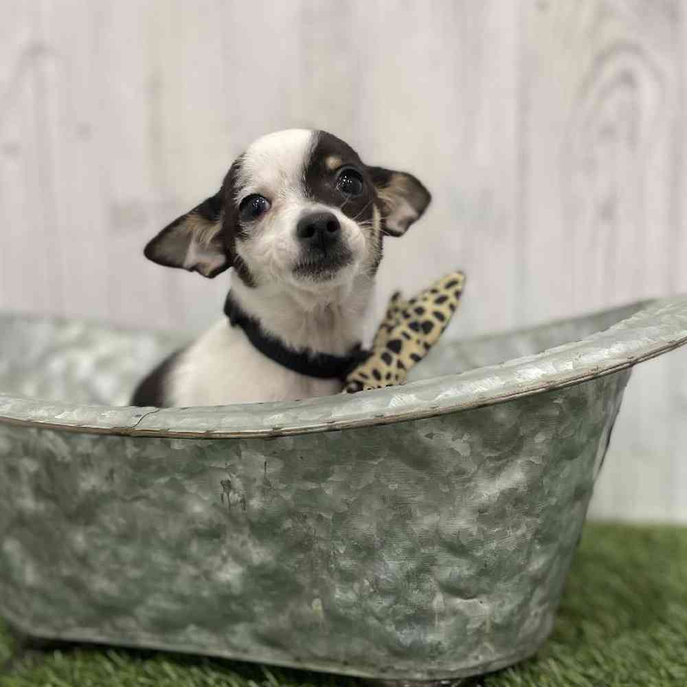 Male Chihuahua Puppy for Sale in Braintree, MA