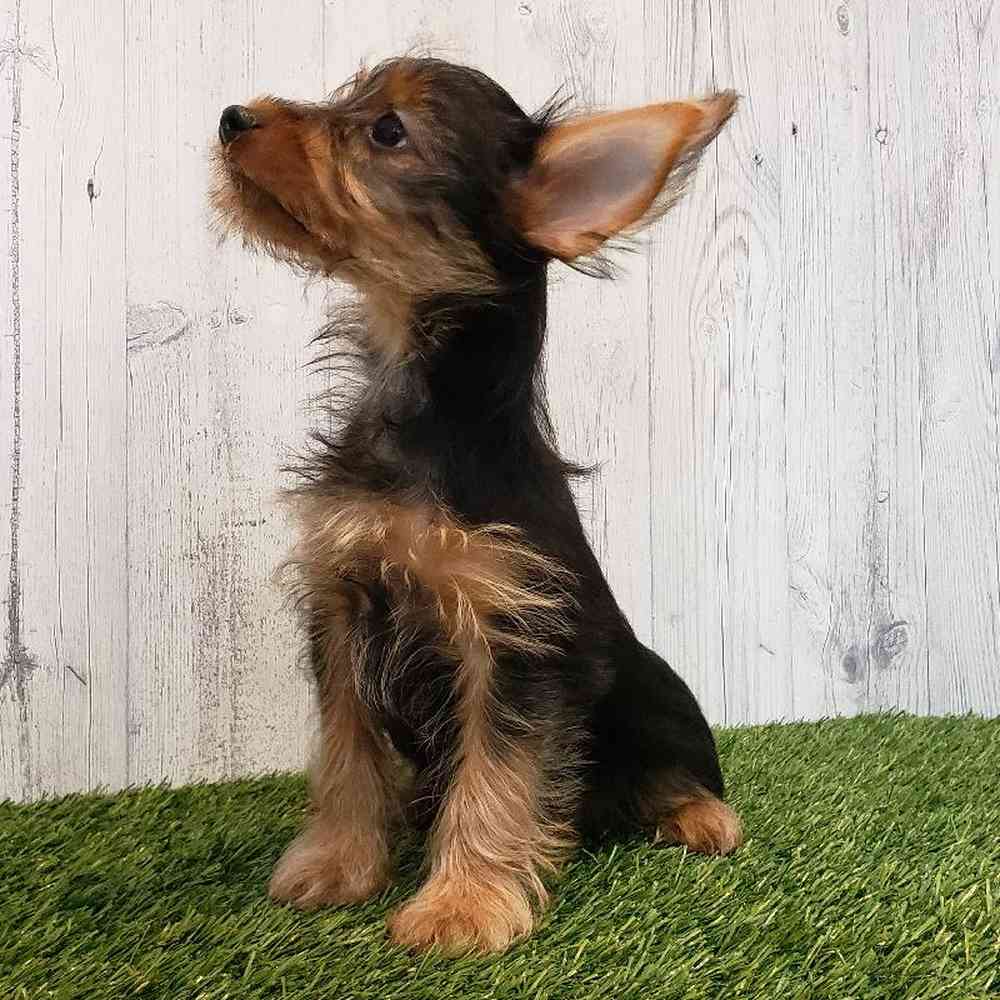 Male Yorkshire Terrier Puppy for sale
