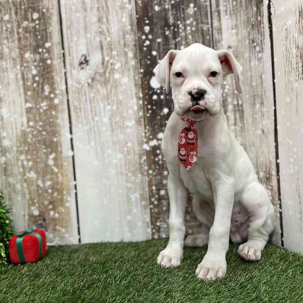 Male Boxer Puppy for Sale in Braintree, MA