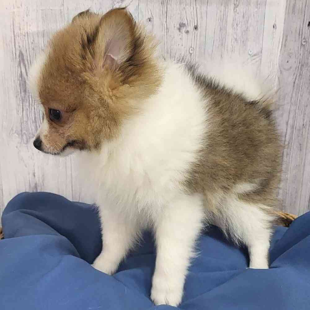 Pomeranian For Sale Pet Express Saugus