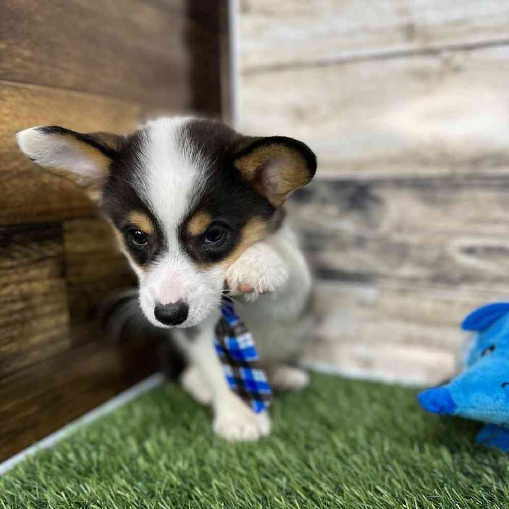 Male Pembroke Welsh Corgi Puppy for Sale in Saugus, MA