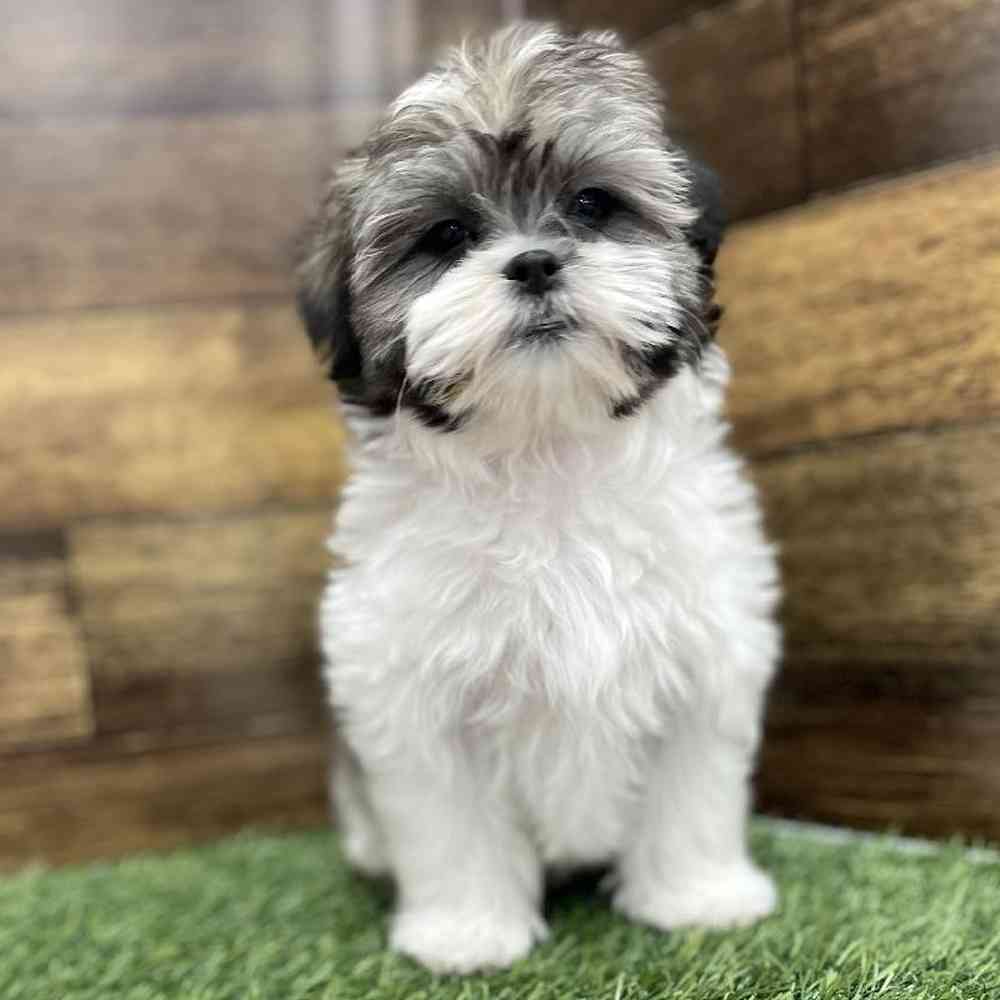Female Malshi Puppy for Sale in Braintree, MA