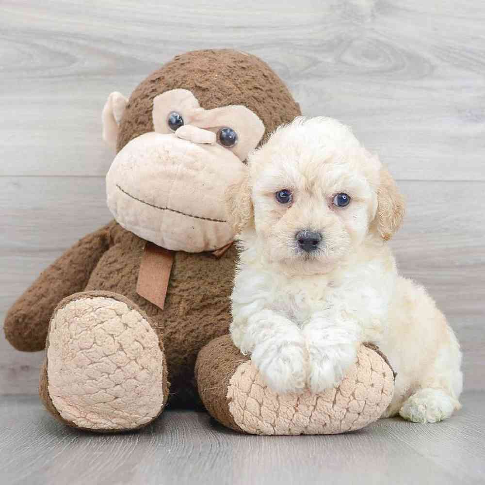 poochon-richie-5737465046703330.jpg