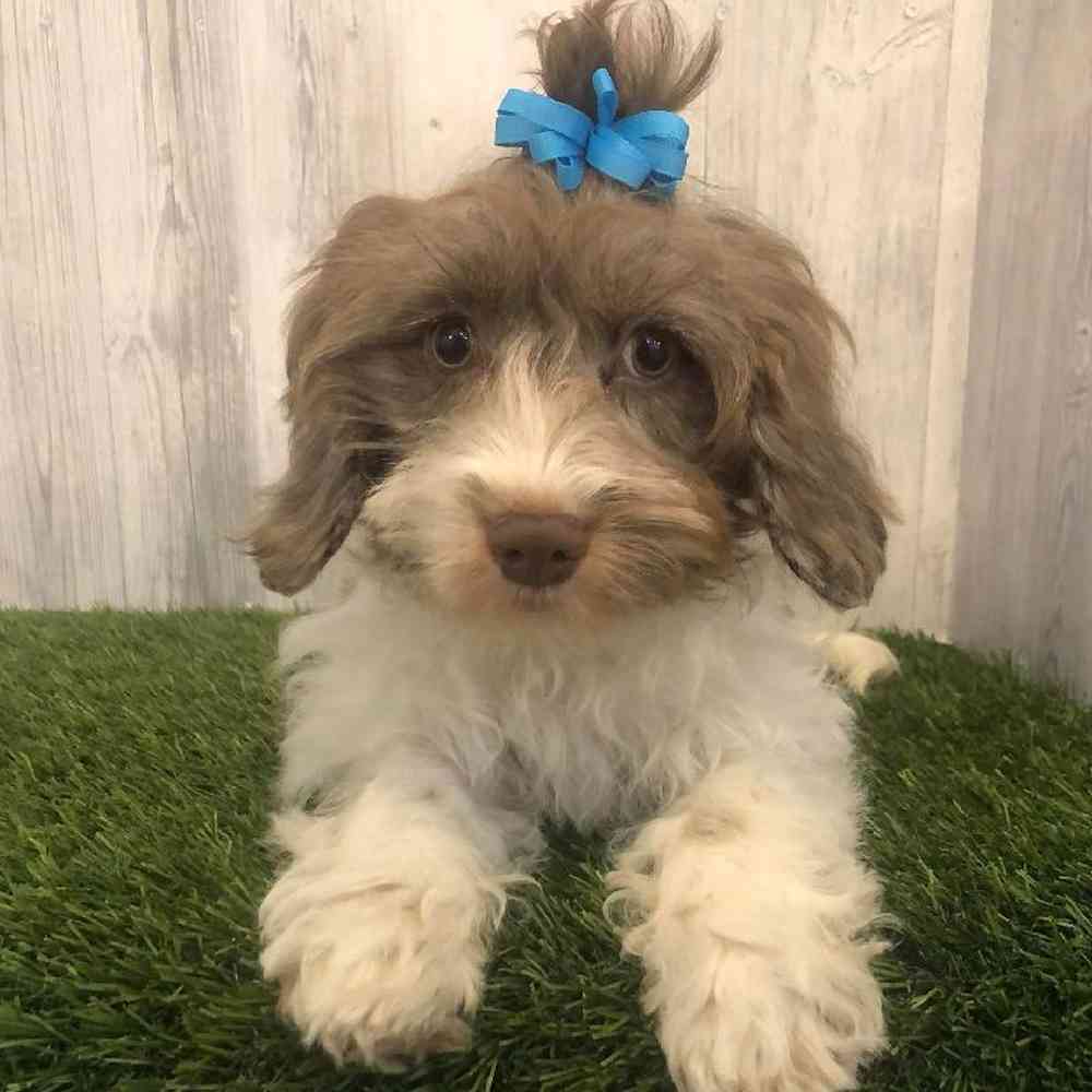 Female Cockapoo Puppy for sale
