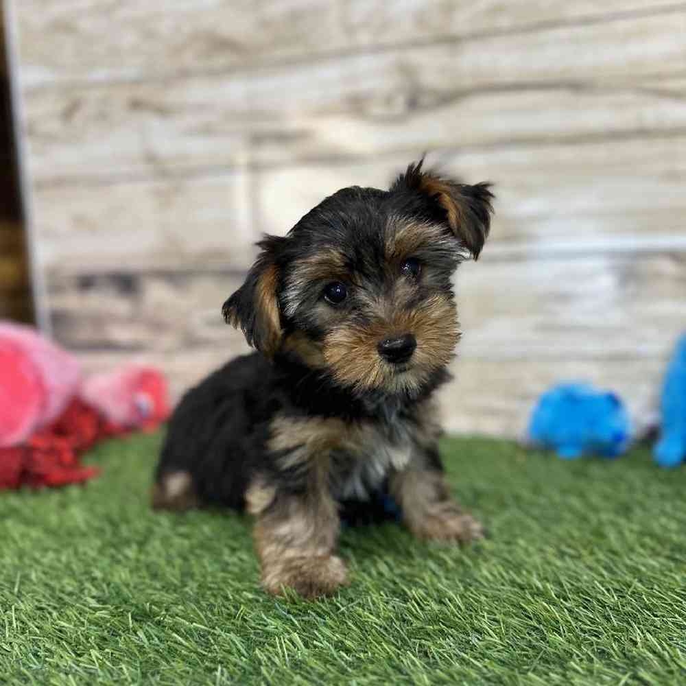 Male Yorkshire Terrier Puppy for Sale in Saugus, MA