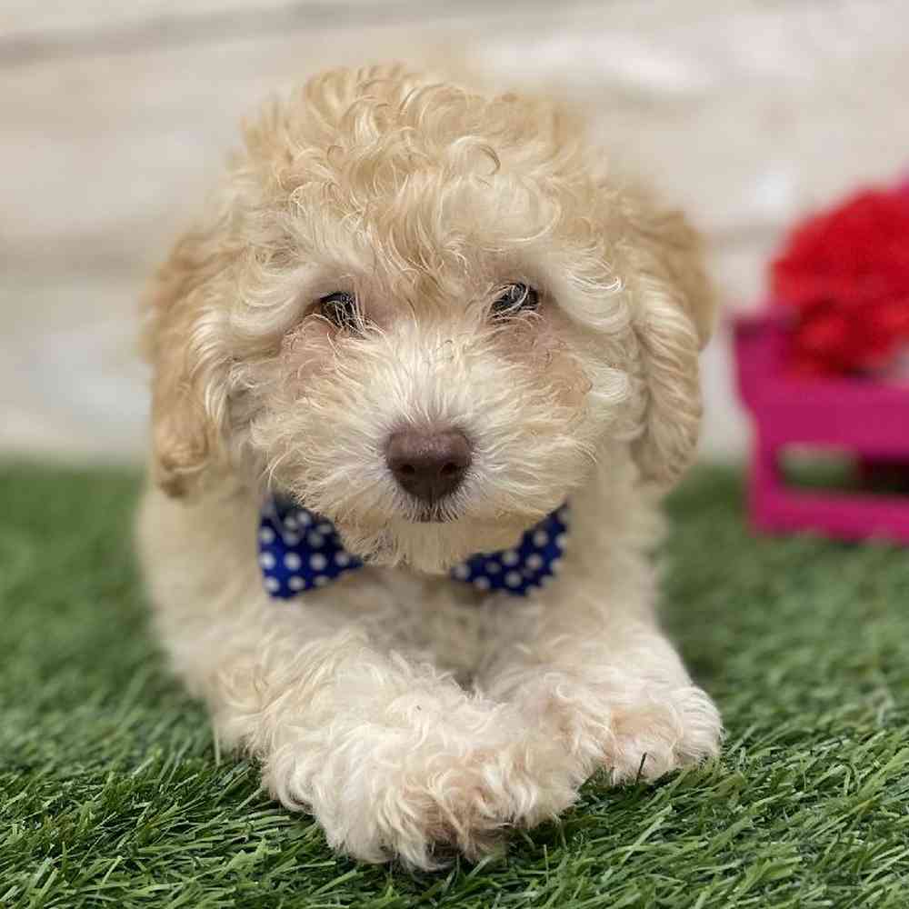 Male Mini Goldendoodle 2nd Gen Puppy for Sale in Braintree, MA