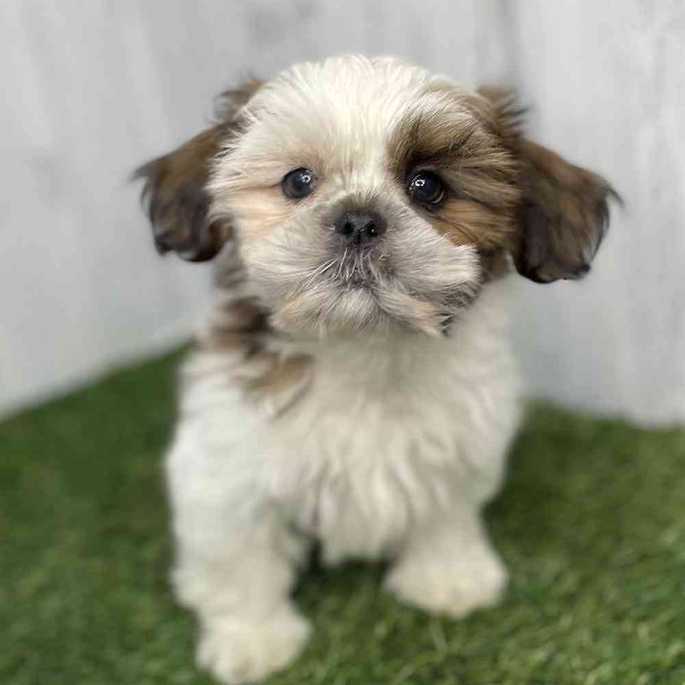Male Shih Tzu Puppy for sale