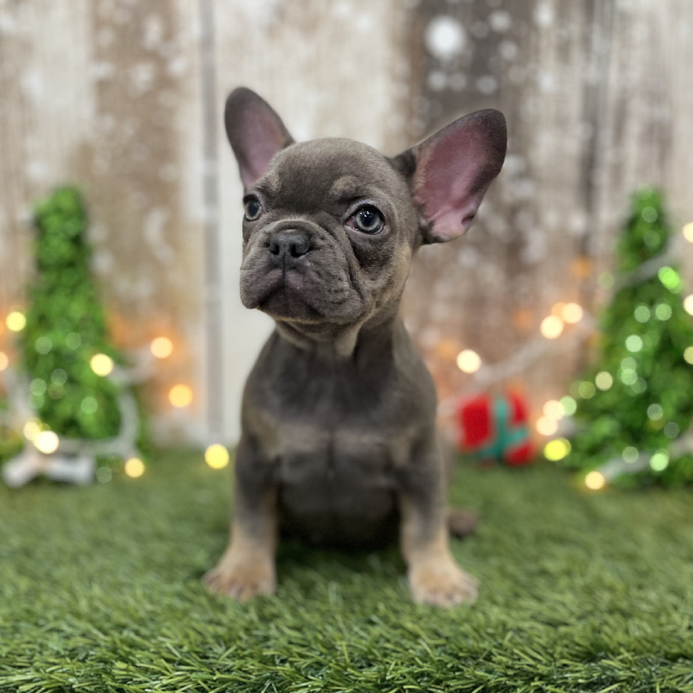 Female French Bulldog Puppy for Sale in Braintree, MA