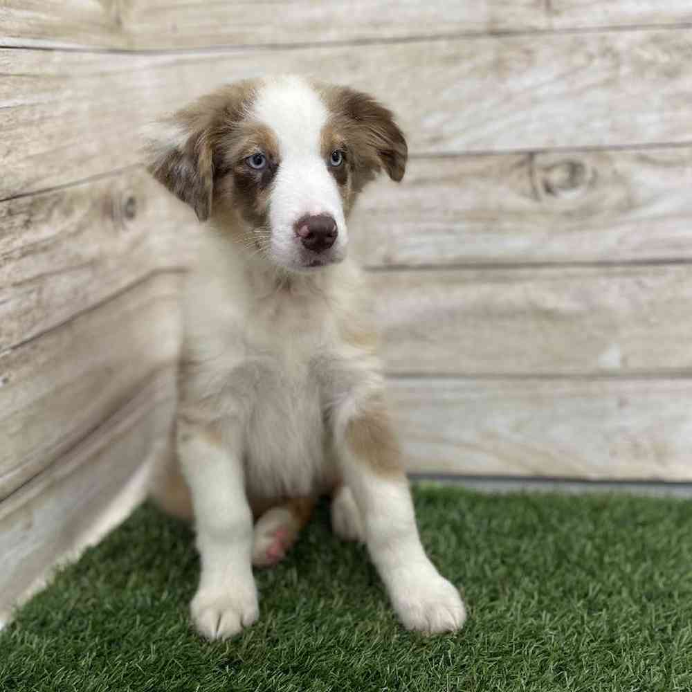 Male Miniature Australian Shepherd Puppy for Sale in Braintree, MA