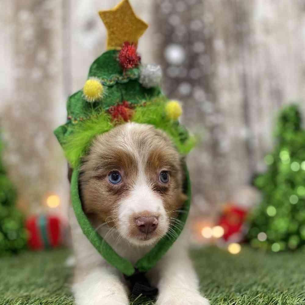 Female Australian Shepherd Puppy for Sale in Braintree, MA