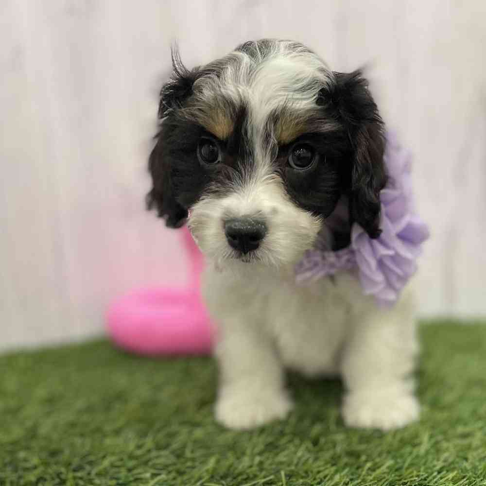 Female Cavachon Puppy for Sale in Braintree, MA