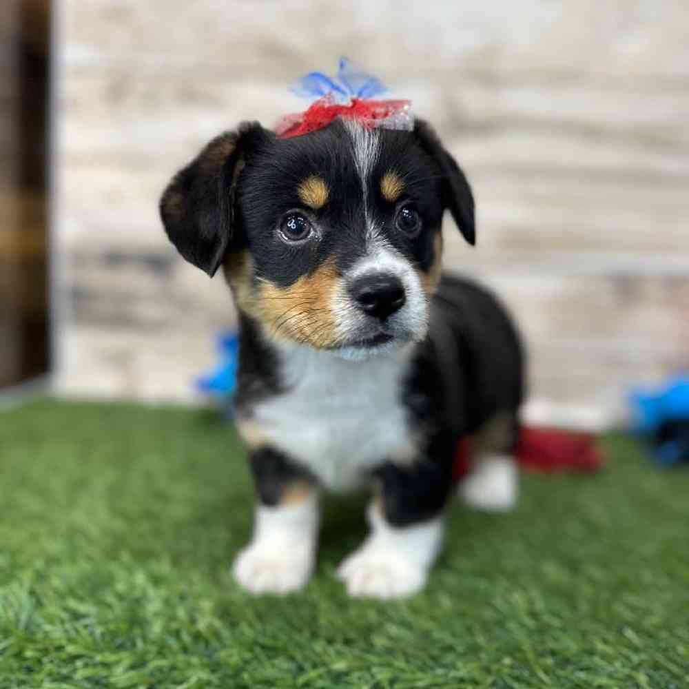 Female Pembroke Welsh Corgi Puppy for Sale in Saugus, MA