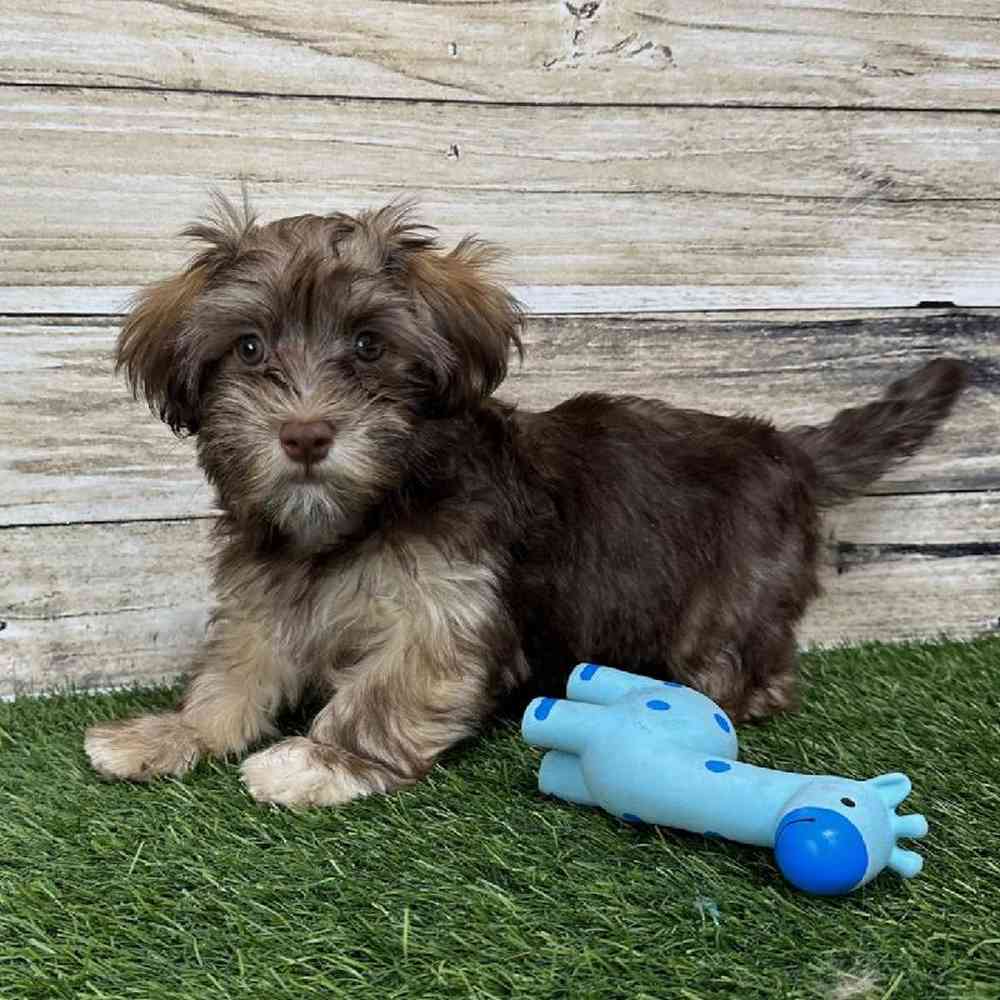 Male Havanese Puppy for Sale in Saugus, MA