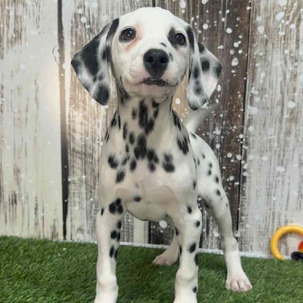 Female Dalmatian Puppy for Sale in Saugus, MA
