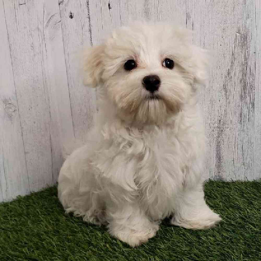 Male Maltese Puppy for sale