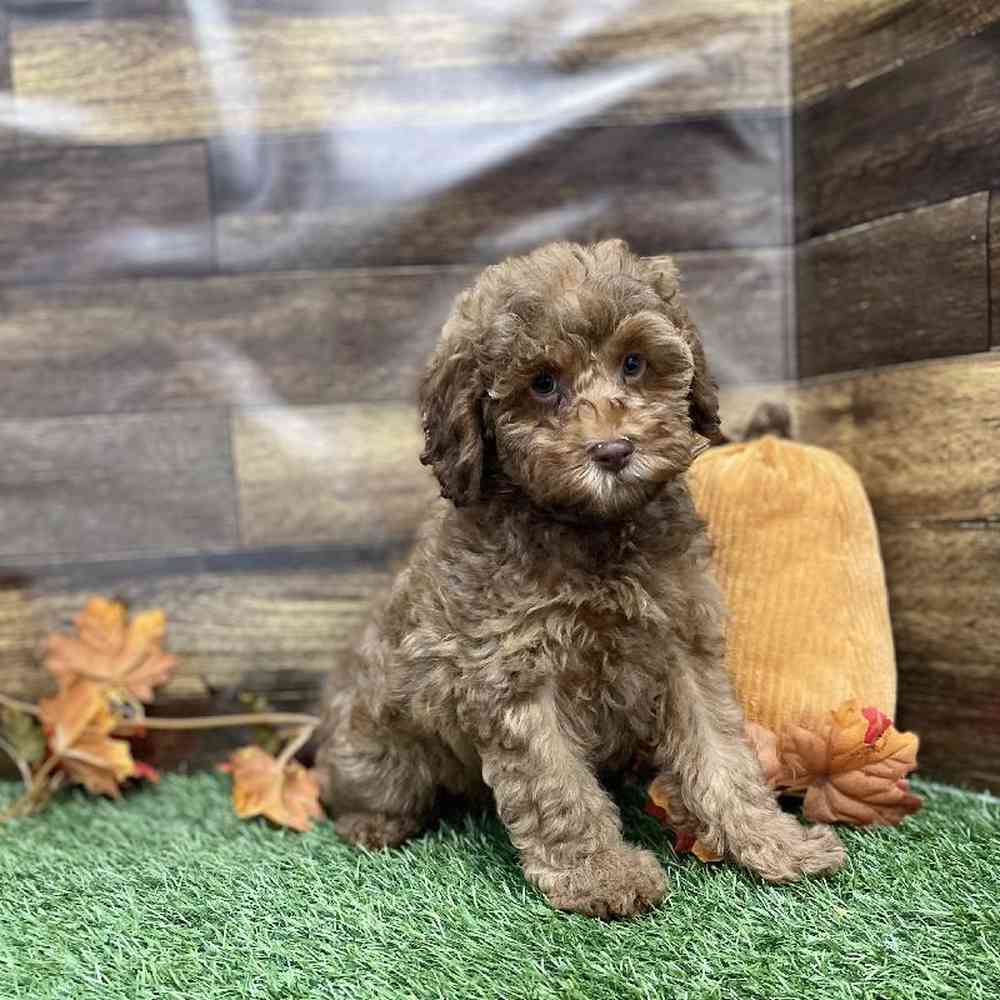 Male Cockapoo 2nd Gen Puppy for Sale in Braintree, MA