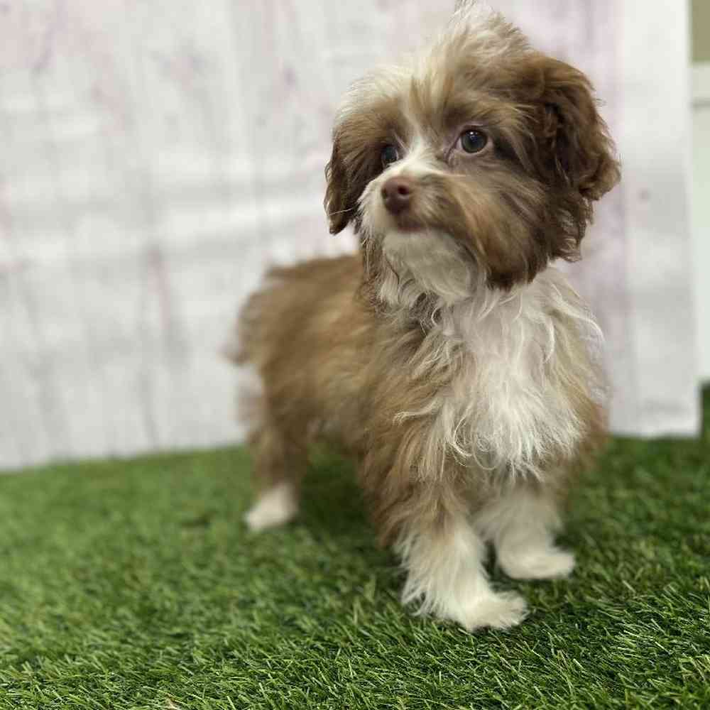 Male Mini Aussiedoodle Puppy for Sale in Braintree, MA