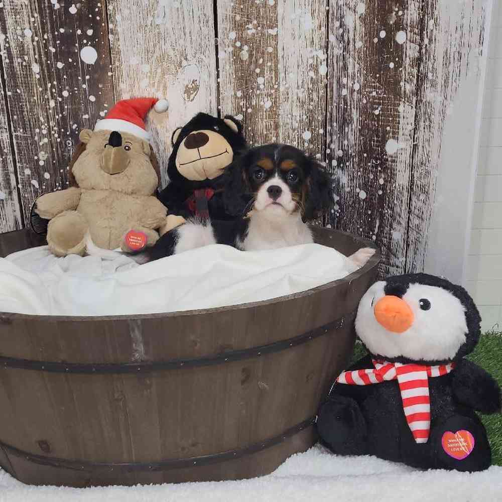 Female Cavalier King Charles Spaniel Puppy for Sale in Saugus, MA