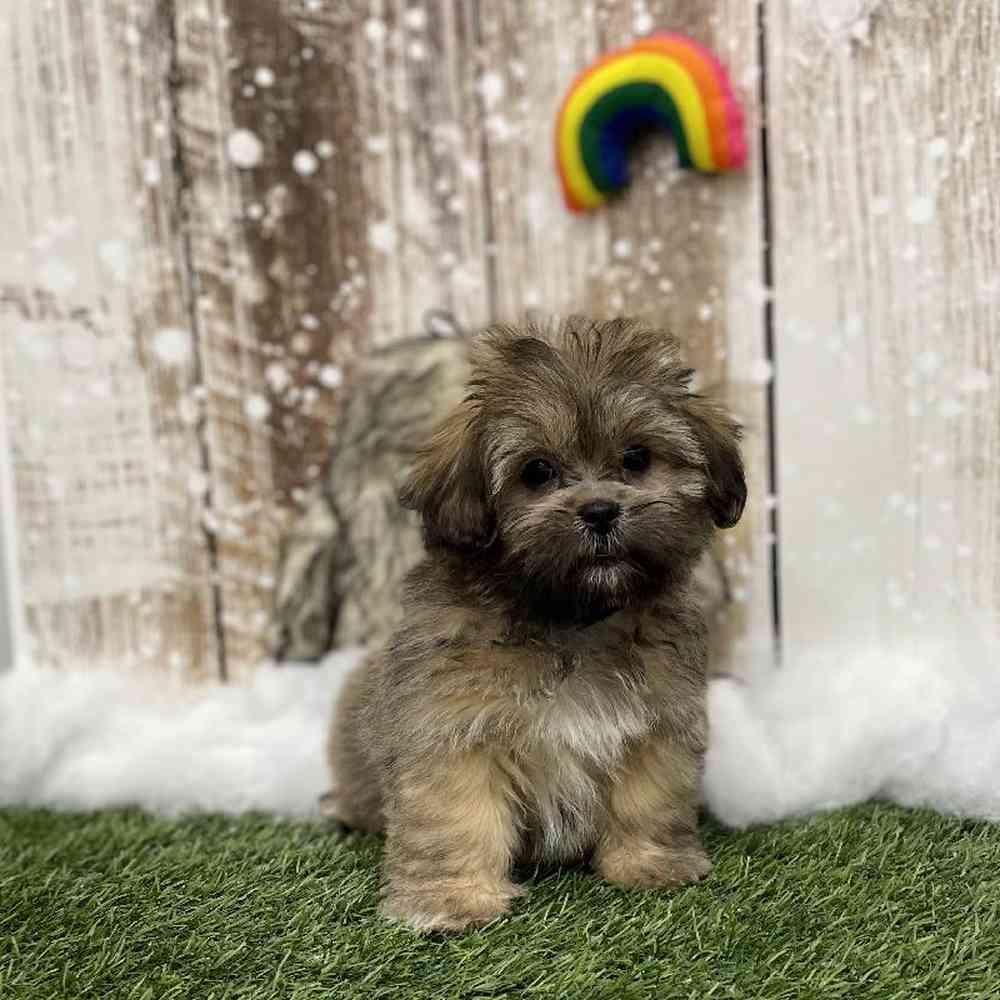 Female Lhasa Apso Puppy for Sale in Braintree, MA