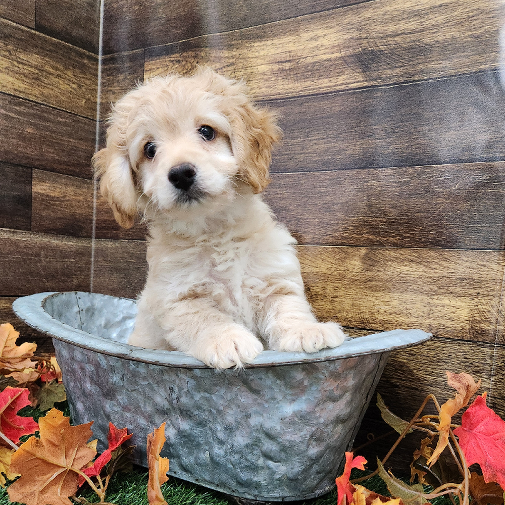 Male Cockapoo 2nd Gen Puppy for Sale in Braintree, MA