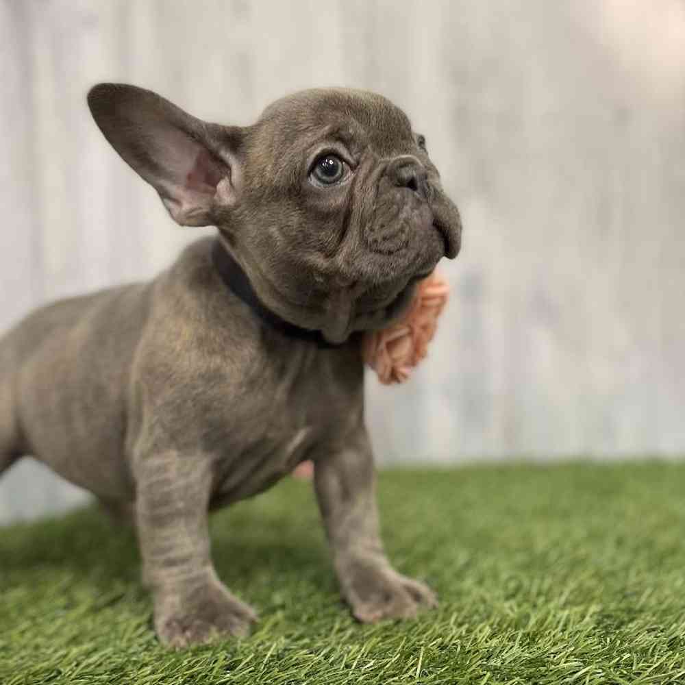 Female French Bulldog Puppy for sale