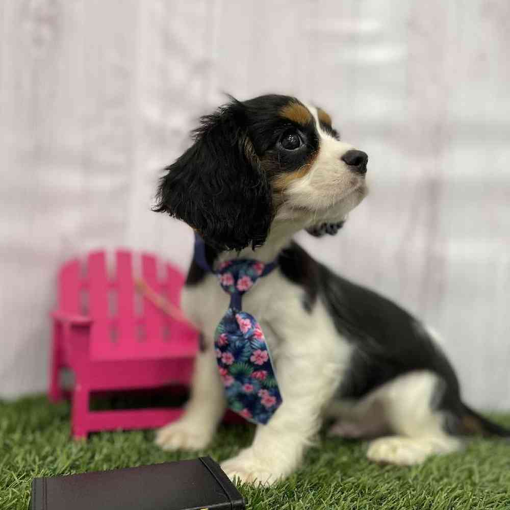Male Cavalier King Charles Spaniel Puppy for Sale in Braintree, MA