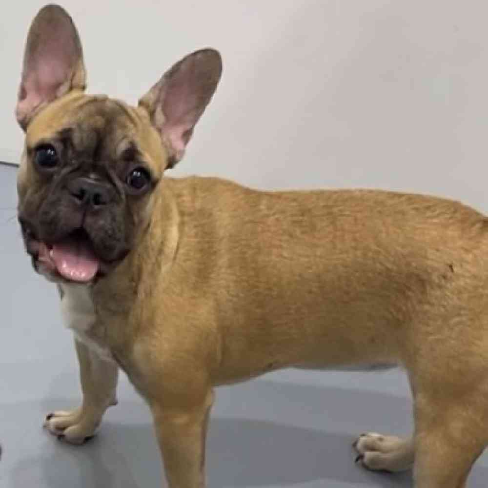 Female French Bulldog Puppy for Sale in Saugus, MA