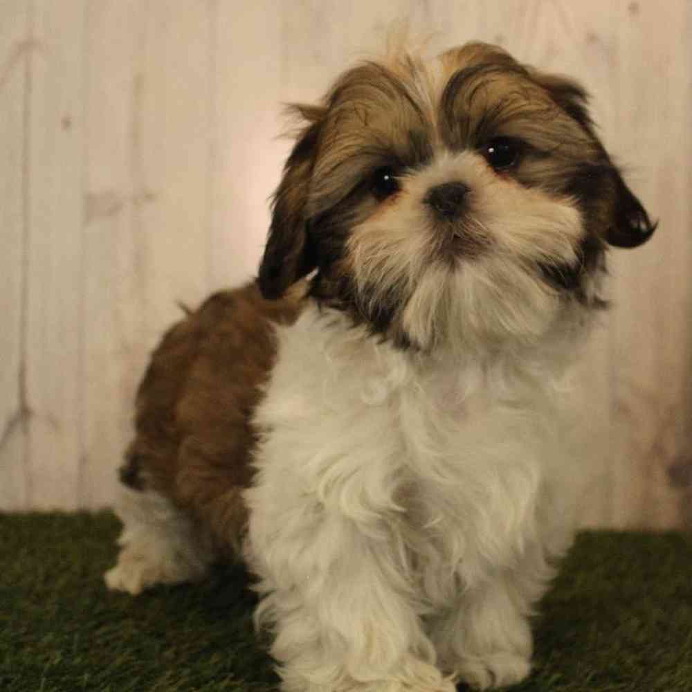 Male Shih Tzu Puppy for Sale in Saugus, MA