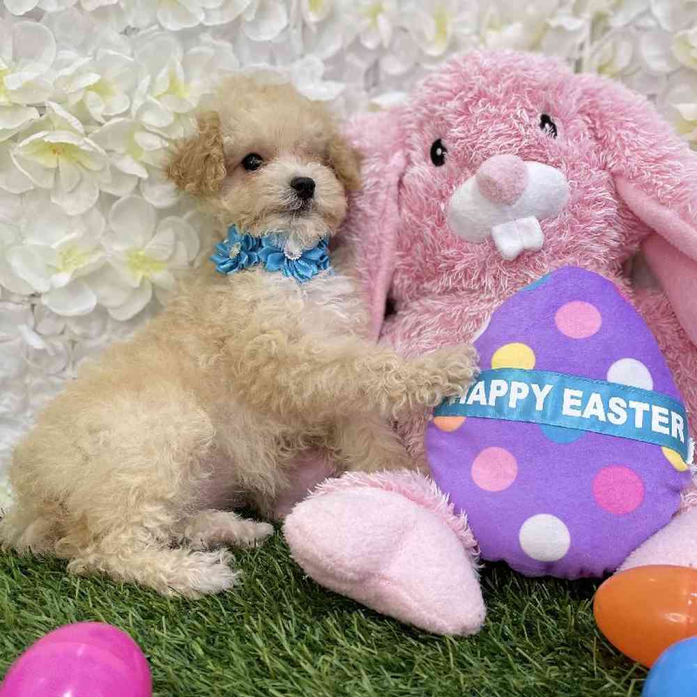 Female Poodle Toy Puppy for Sale in Braintree, MA