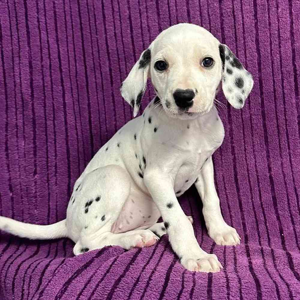 204992725d7a210-0ac4-4c81-befd-c2875e0c6017Dalmatian_female_095__4_28_23_.jpg