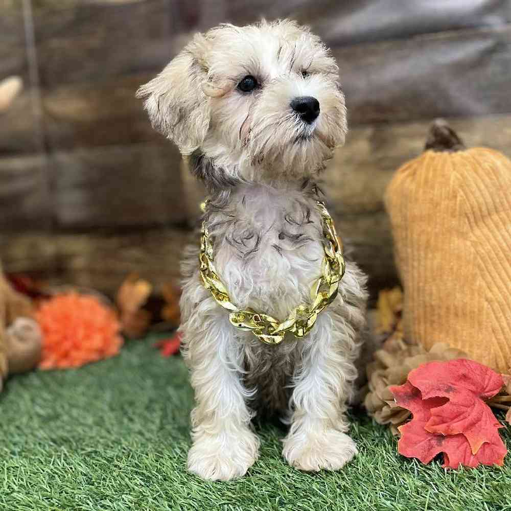 Male Schnoodle Puppy for Sale in Braintree, MA