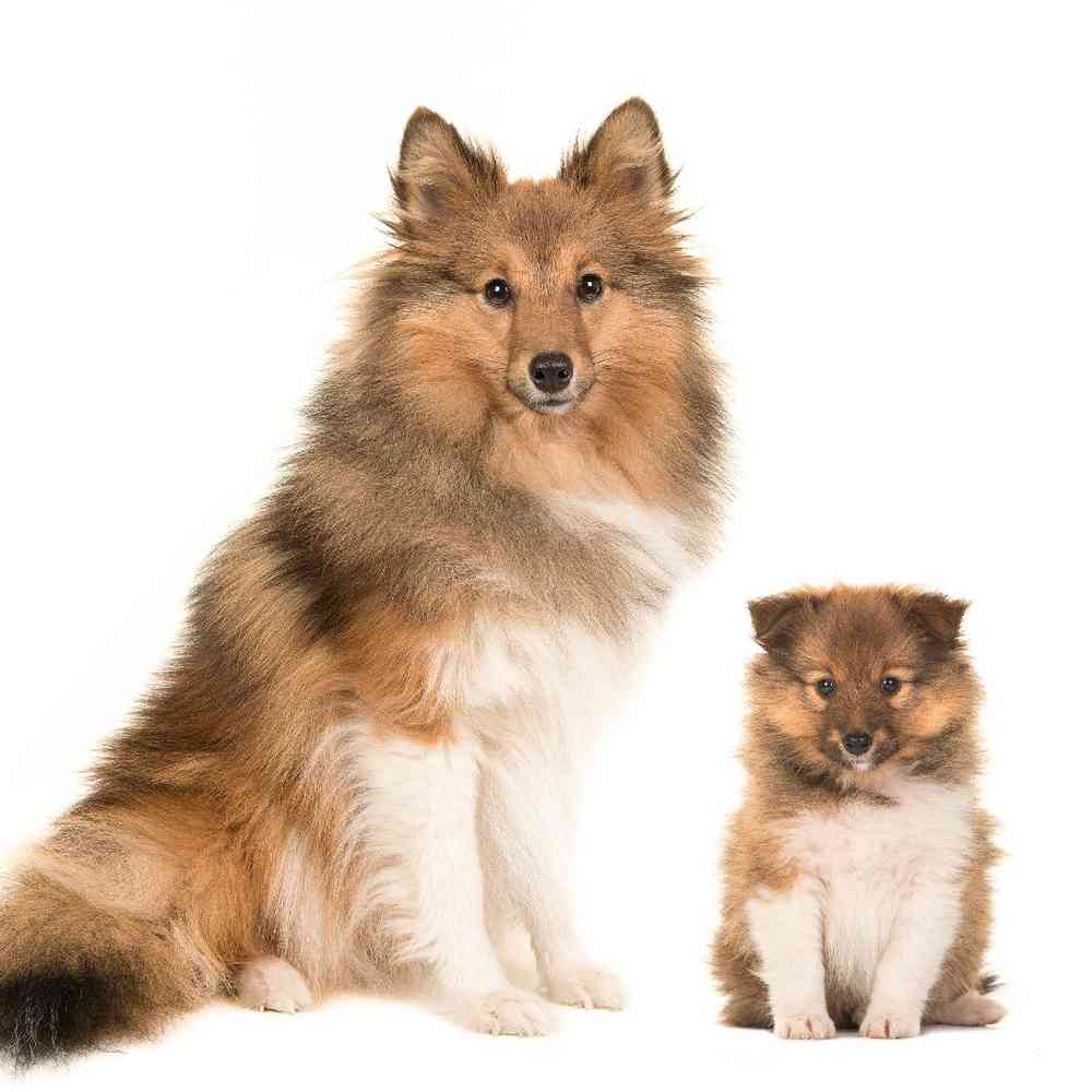 Shetland Sheepdog image