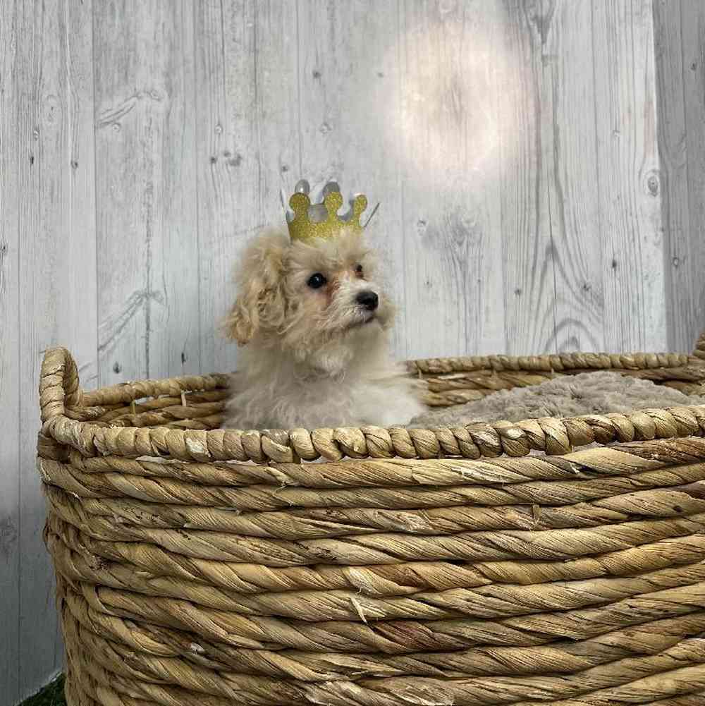 Male Bichon-Poodle Puppy for sale