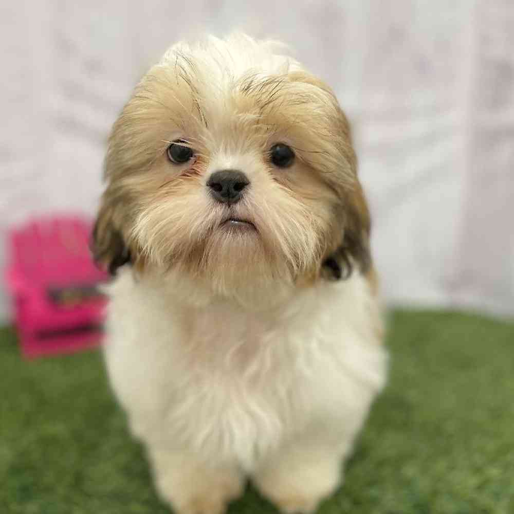 Male Shih Tzu Puppy for Sale in Braintree, MA