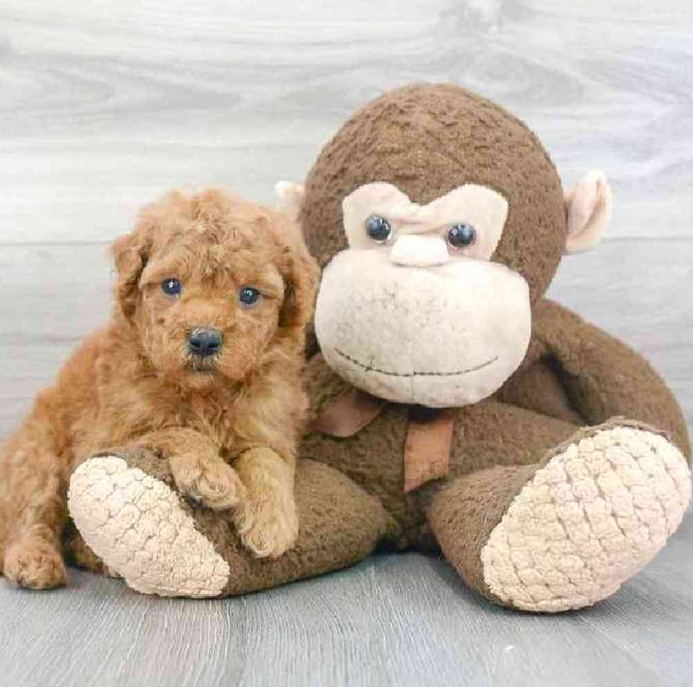 Male Mini Goldendoodle Puppy for sale
