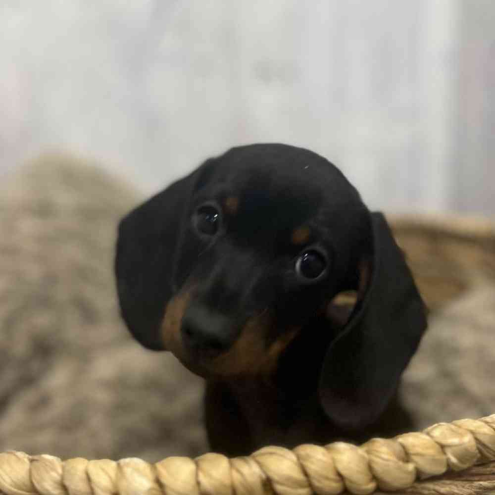 Female Dachshund Puppy for Sale in Braintree, MA