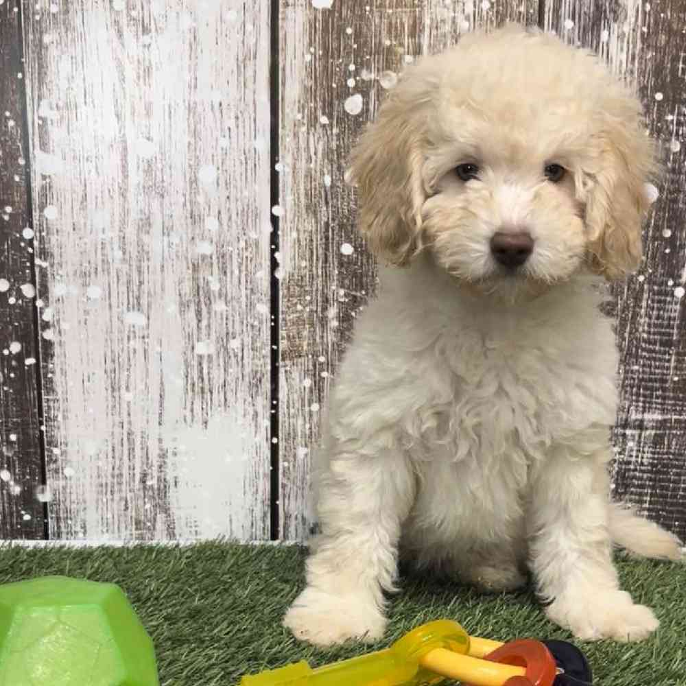 Female Mini Labradoodle 2nd Gen Puppy for Sale in Saugus, MA