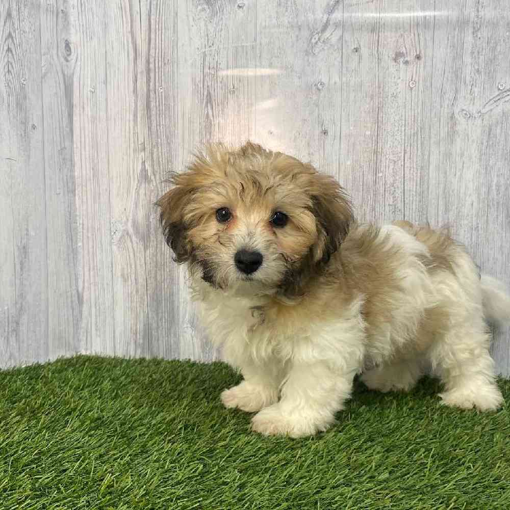 Male Hava-Chon Puppy for Sale in Saugus, MA