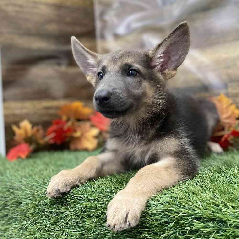 Female German Shepherd Dog Puppy for Sale in Braintree, MA
