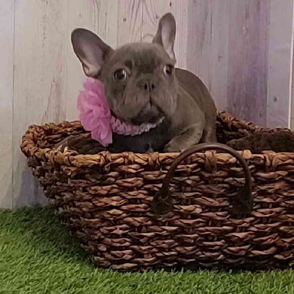 Female French Bulldog Puppy for sale