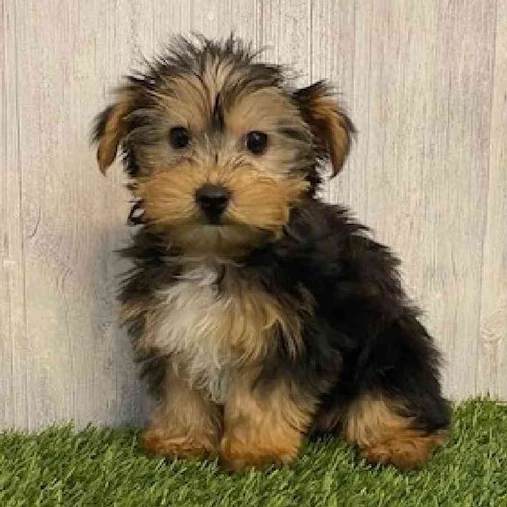 Male Yorkshire Terrier Puppy for sale
