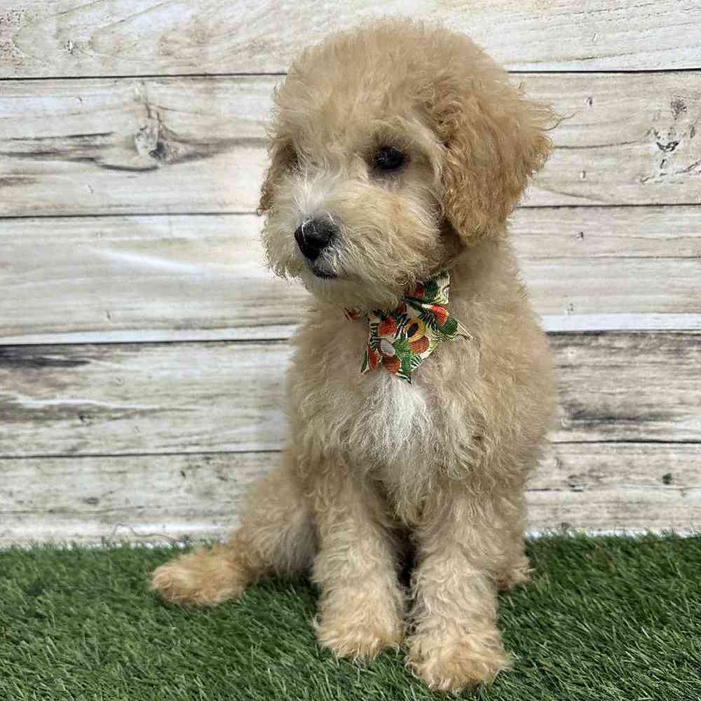 Poodle (MINI) For Sale Pet Express Saugus