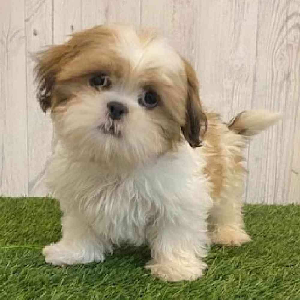 Male Shih Tzu Puppy for sale